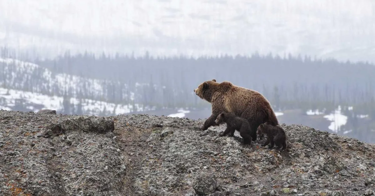 Bacteriostatic Water vs Sterile Water in Research - peptide research illustration
