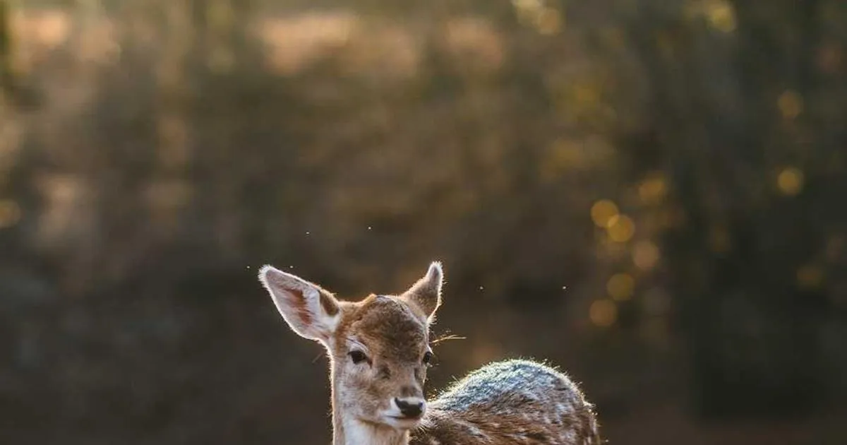 MOTS-c: Mitochondrial-Derived Peptide Exercise Research - peptide research illustration