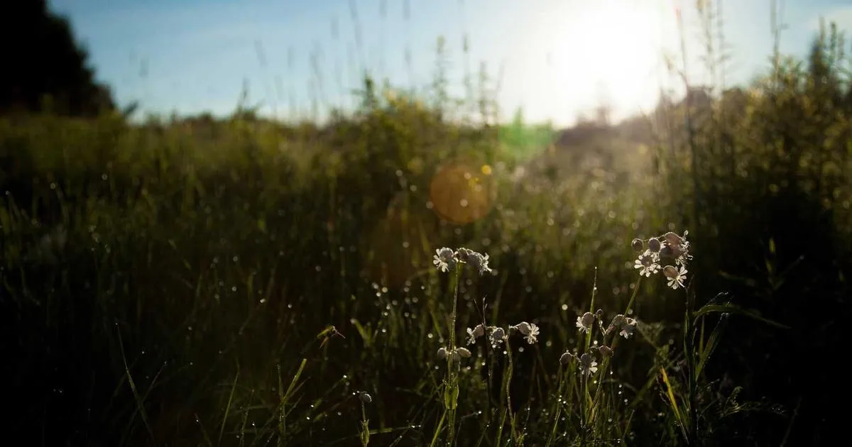 Patent Landscape in Peptide Research and Development - peptide research illustration