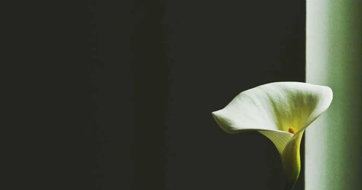 Peptide Storage Stability Protocols - peptide research illustration