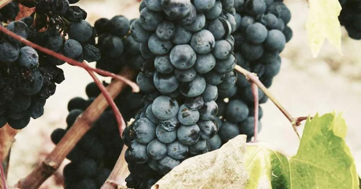 Sterile Technique Protocols - peptide research illustration