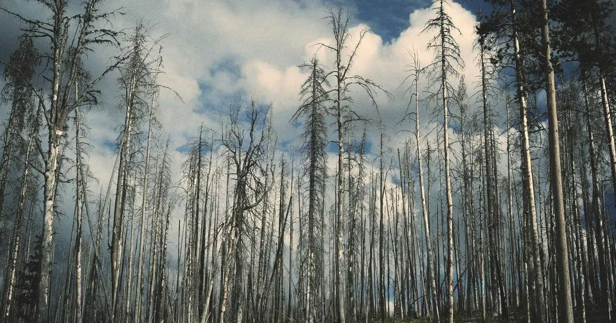 TB-500 Wound Healing Studies healing research with cellular regeneration visualization